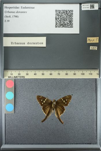 Media type: image;   Entomology 187080